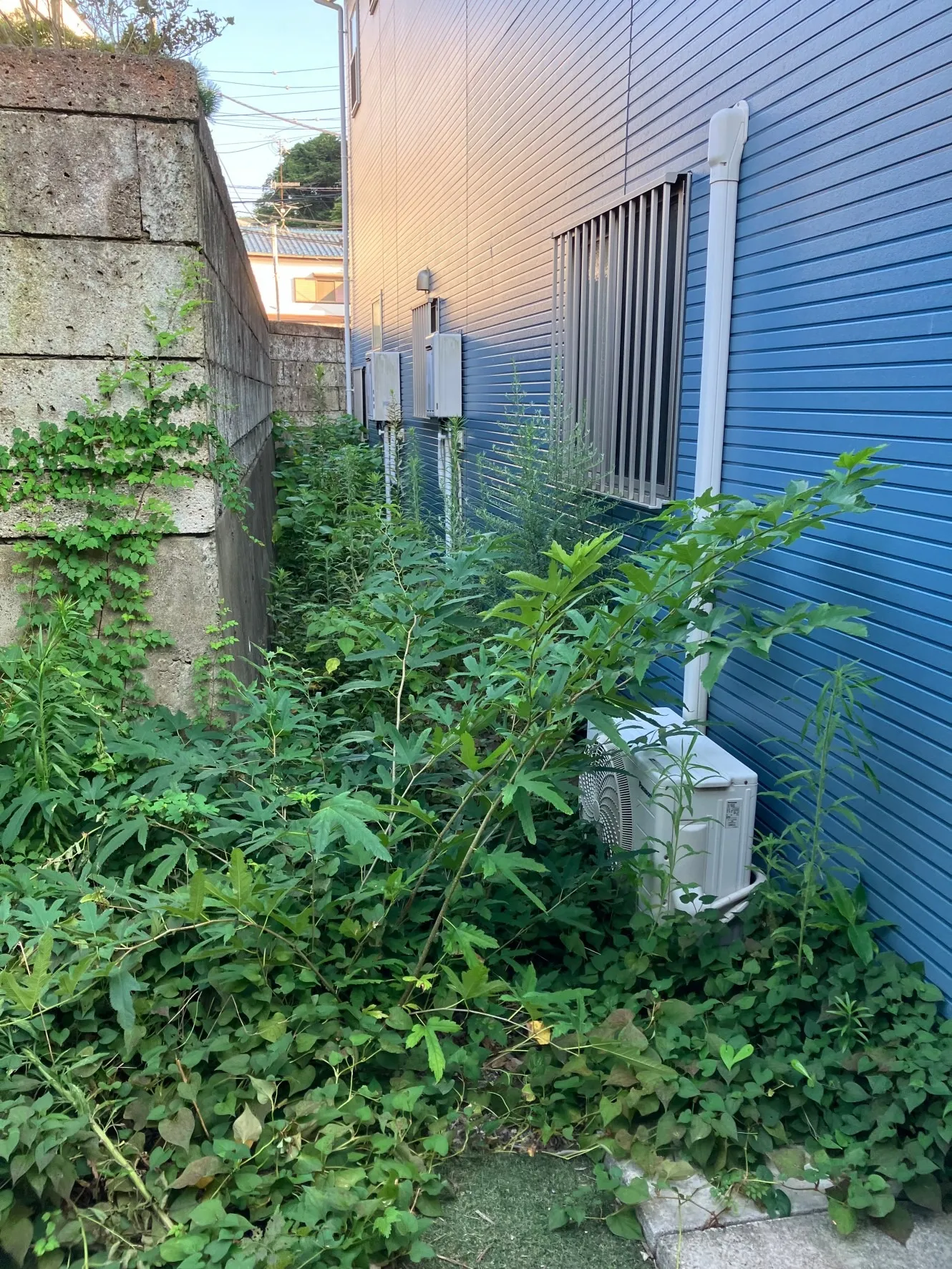 横須賀市リフォーム 庭木伐採工事